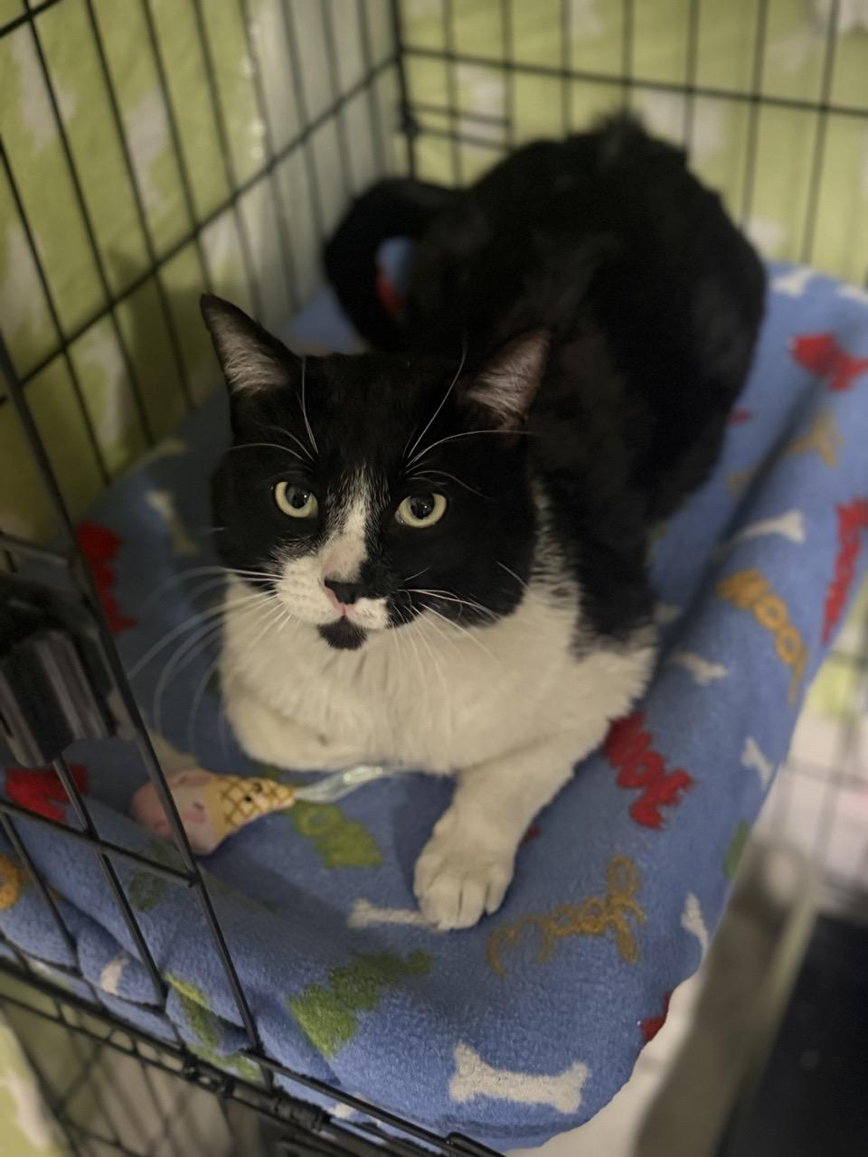 Bobo, ADOPTABLE, Young Male Domestic Short Hair.