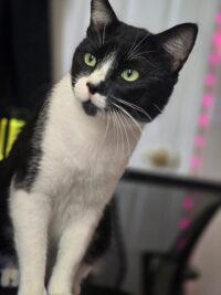 Bobo, a ADOPTABLE Domestic Short Hair in Las Vegas, NV image 2/3