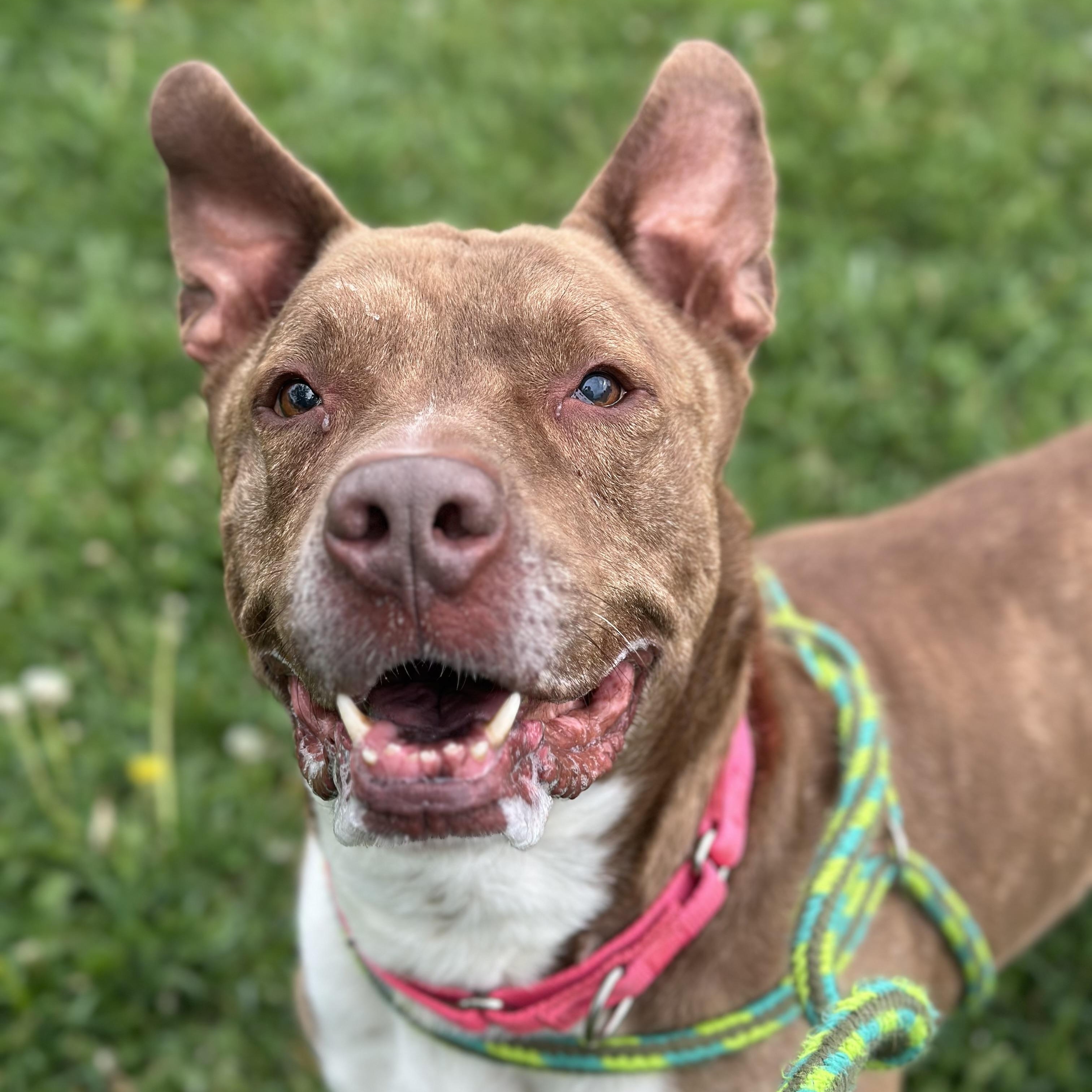 Bear, a Adoptable mixed breed in Youngstown, OH image 1/6