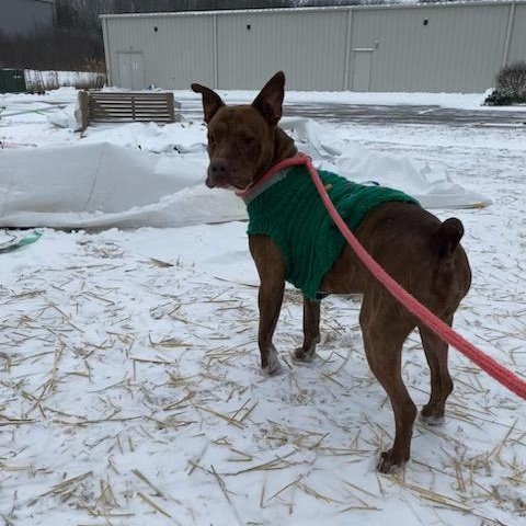 Bear, a Adoptable mixed breed in Youngstown, OH image 2/6