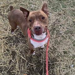 Bear, a Adoptable mixed breed in Youngstown, OH image 4/6