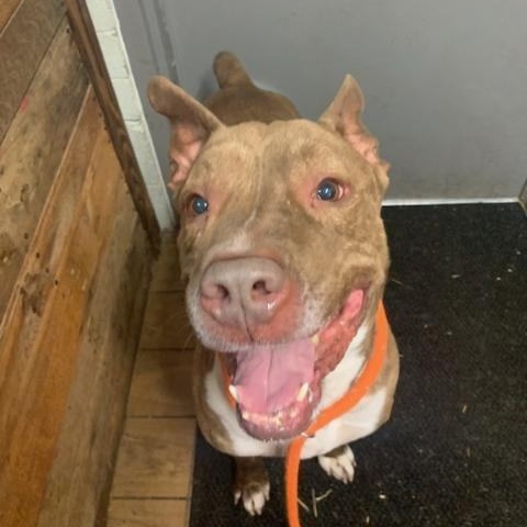 Bear, a Adoptable mixed breed in Youngstown, OH image 5/6