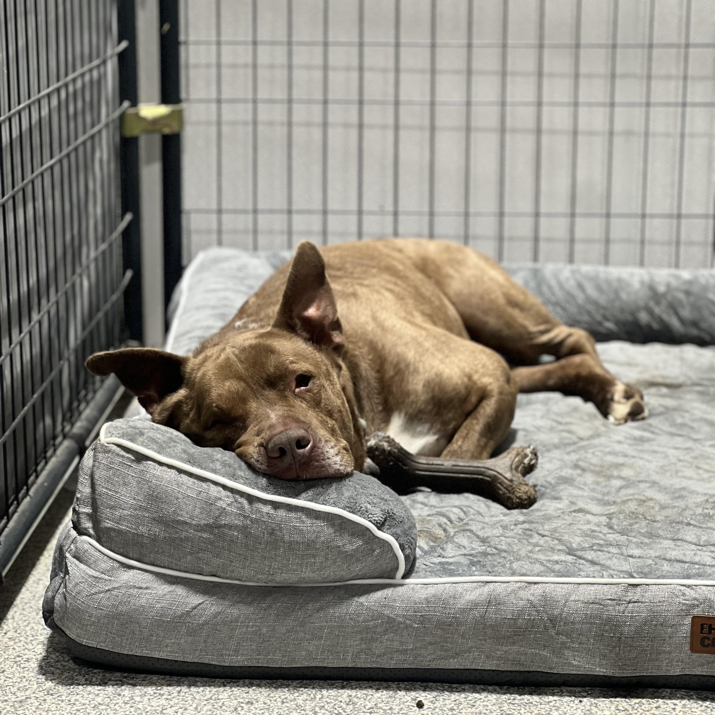 Bear, a Adoptable mixed breed in Youngstown, OH image 3/6