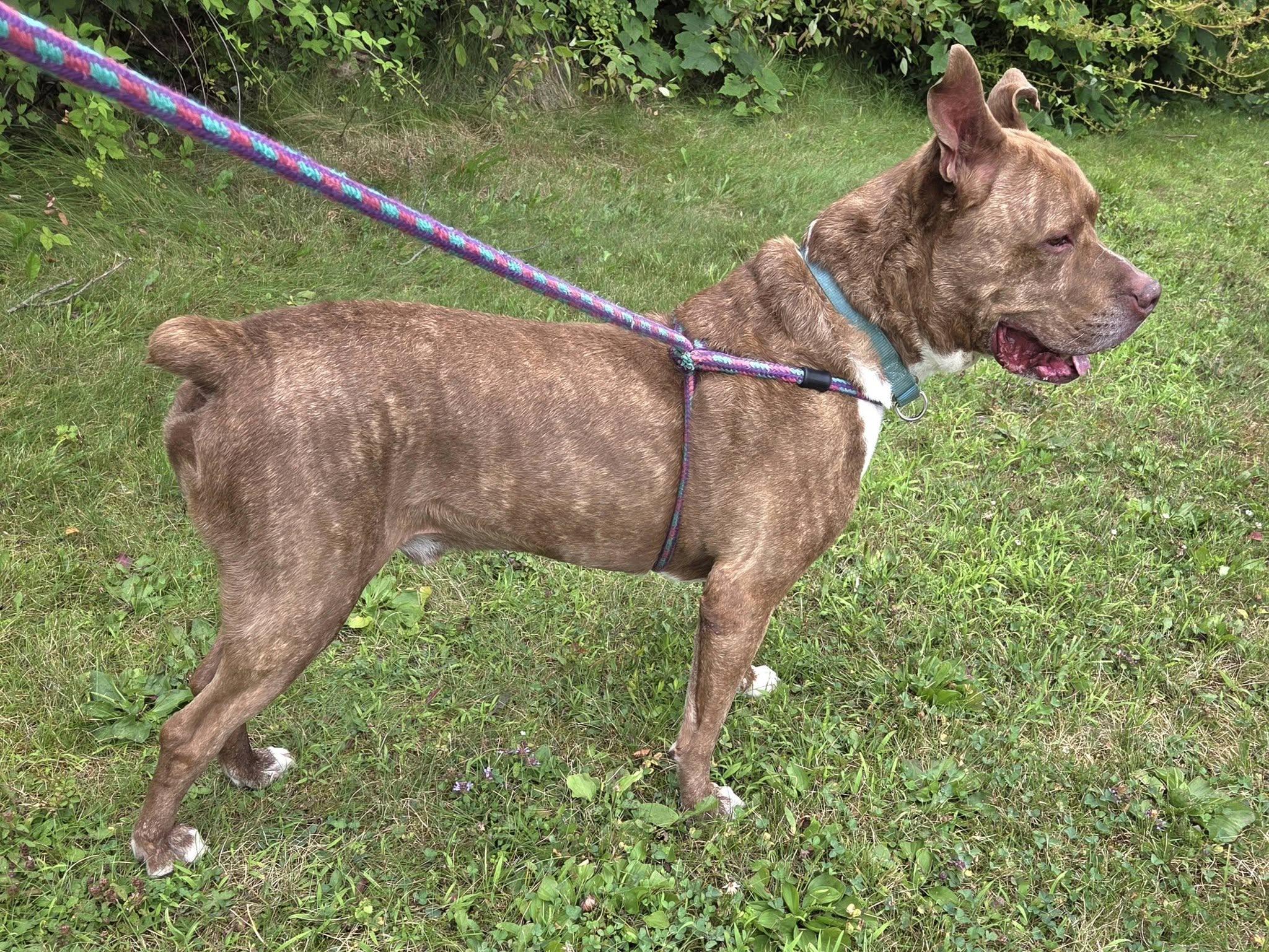 Enlarge Bear, a Adoptable mixed breed in Youngstown, OH image 2/6