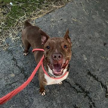 Bear, a Adoptable mixed breed in Youngstown, OH image 6/6