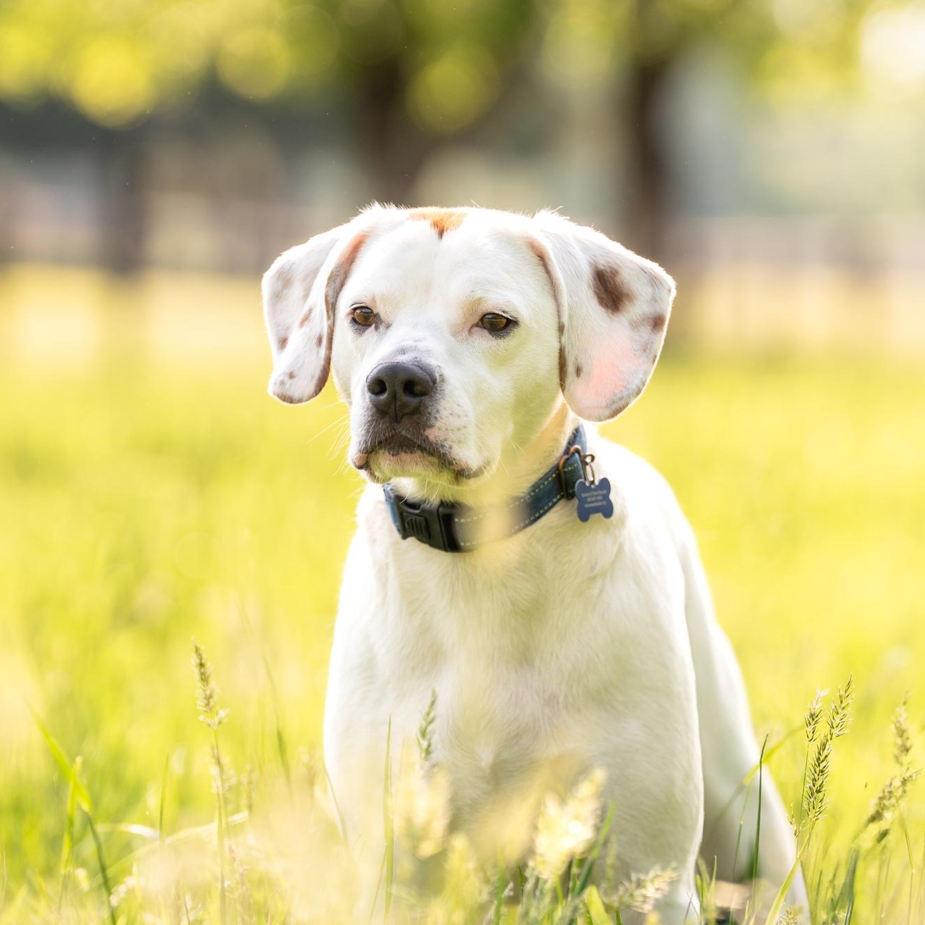 Thumper, a Adoptable mixed breed in Louisa, VA image 2/5