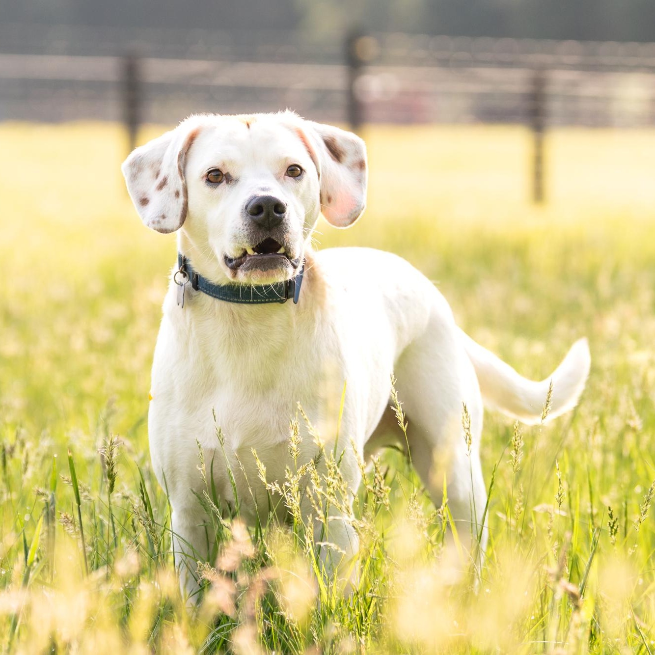 Thumper, a Adoptable mixed breed in Louisa, VA image 3/5