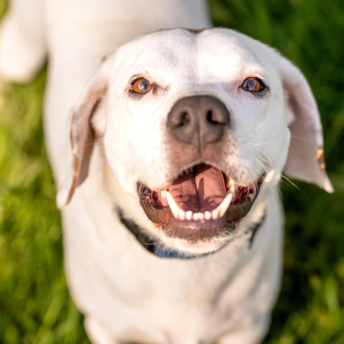 Thumper, Adoptable, Adult Male Beagle.