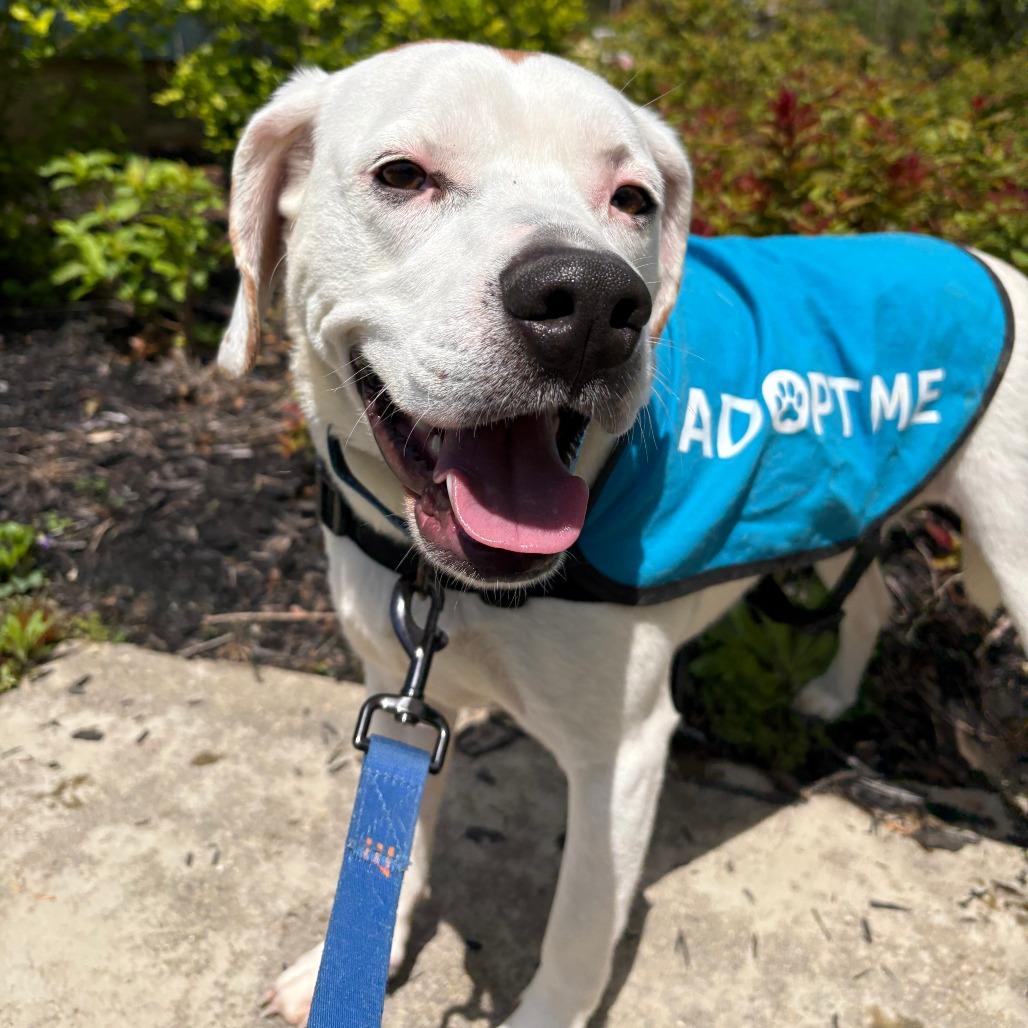 Enlarge Thumper, an adoptable mixed breed in Louisa, VA image 3/6