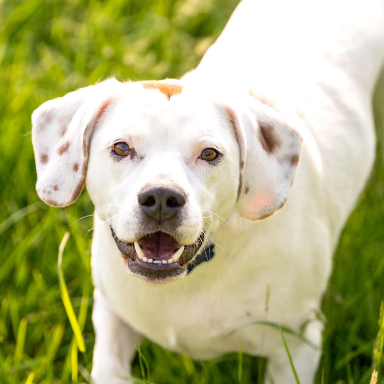 Thumper, a Adoptable mixed breed in Louisa, VA image 4/5