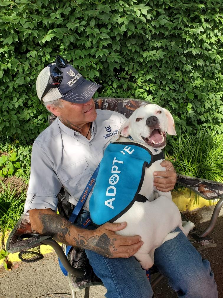 Thumper, adoptable, Adult Male Mixed Breed.