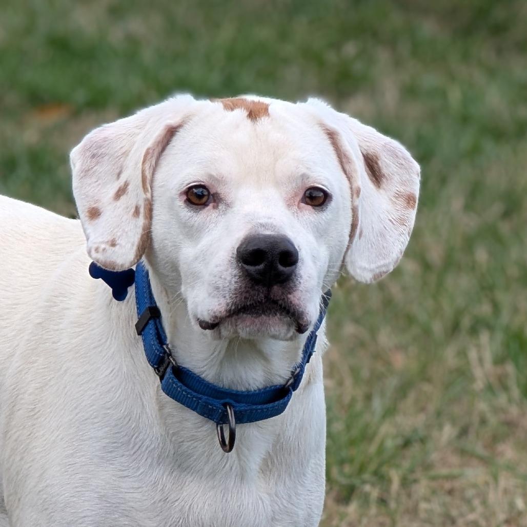 Enlarge Thumper, an adoptable mixed breed in Louisa, VA image 2/6