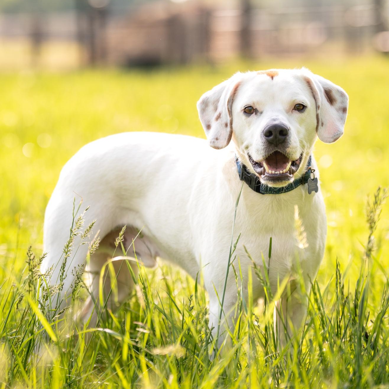 Thumper, a Adoptable mixed breed in Louisa, VA image 5/5