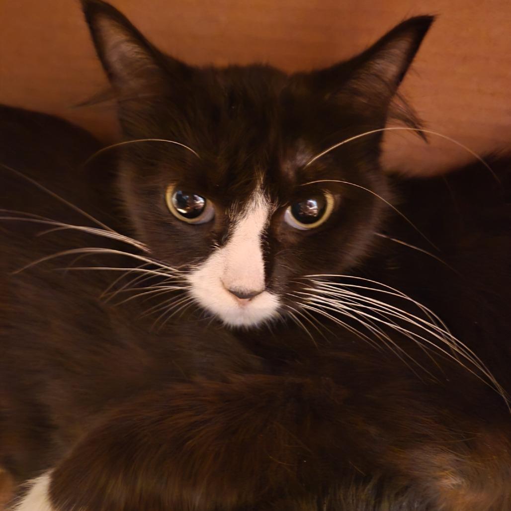 Sailor Cat Starboard, Adoptable, Young Female Domestic Short Hair.