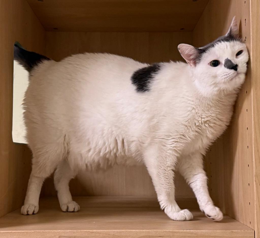 Enlarge Holly, an adopted Domestic Short Hair in Amery, WI image 2/3