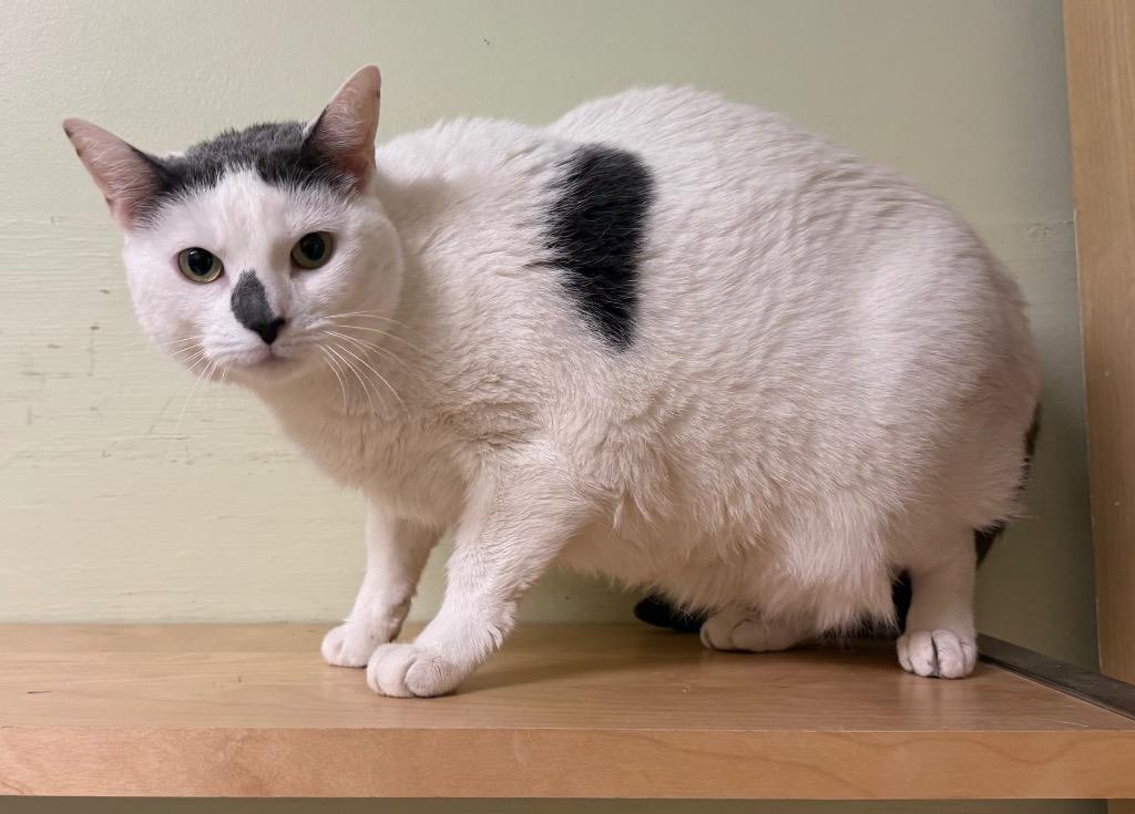 Enlarge Holly, an adopted Domestic Short Hair in Amery, WI image 3/3