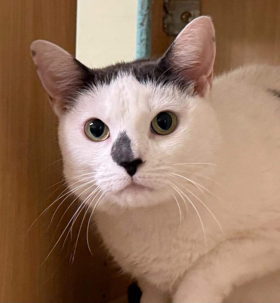 Enlarge Holly, an adopted Domestic Short Hair in Amery, WI image 1/3