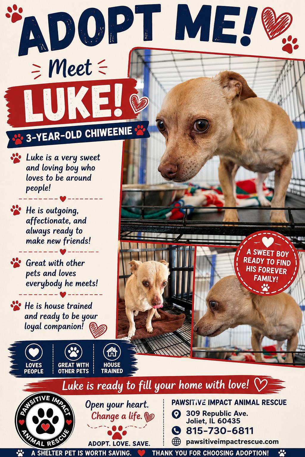 Enlarge Luke, a Adopted Chihuahua in Joliet, IL image 1/1