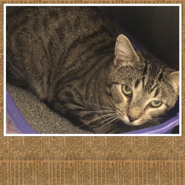 LANCASTER, ADOPTABLE, Adult Male Domestic Short Hair.