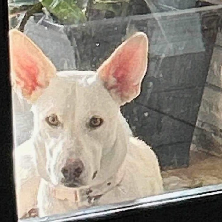 Lunabelle, Adoptable, Adult Female Shepherd & Husky.