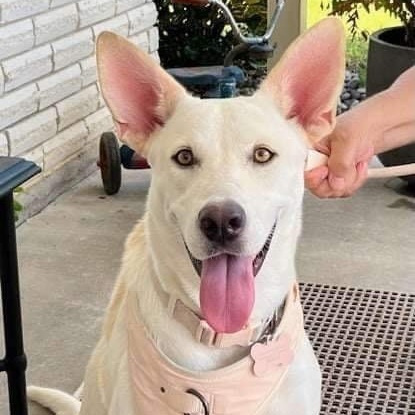 Enlarge Lunabelle, a Adoptable mixed breed in Toms River, NJ image 2/2