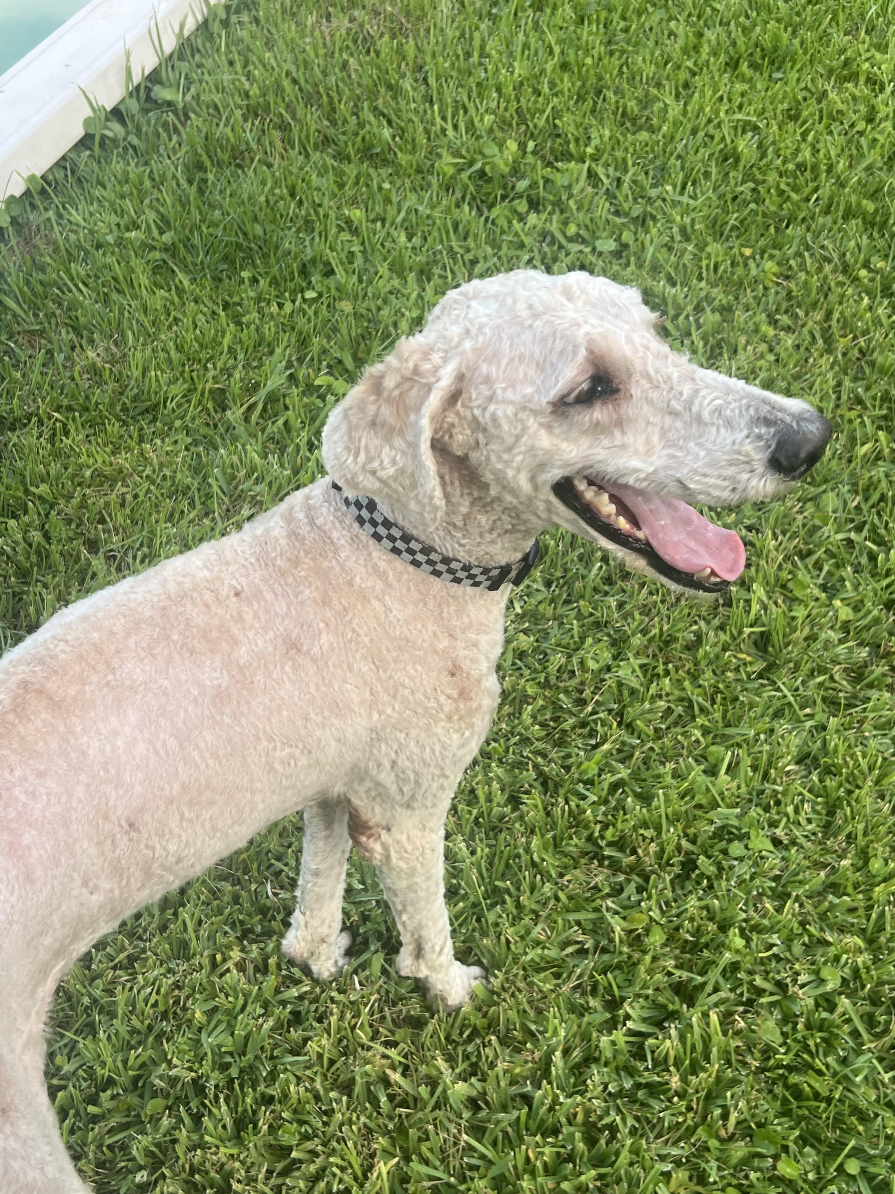 Bentley, an adoptable Goldendoodle in Baker, LA, 70714 | Photo Image 2