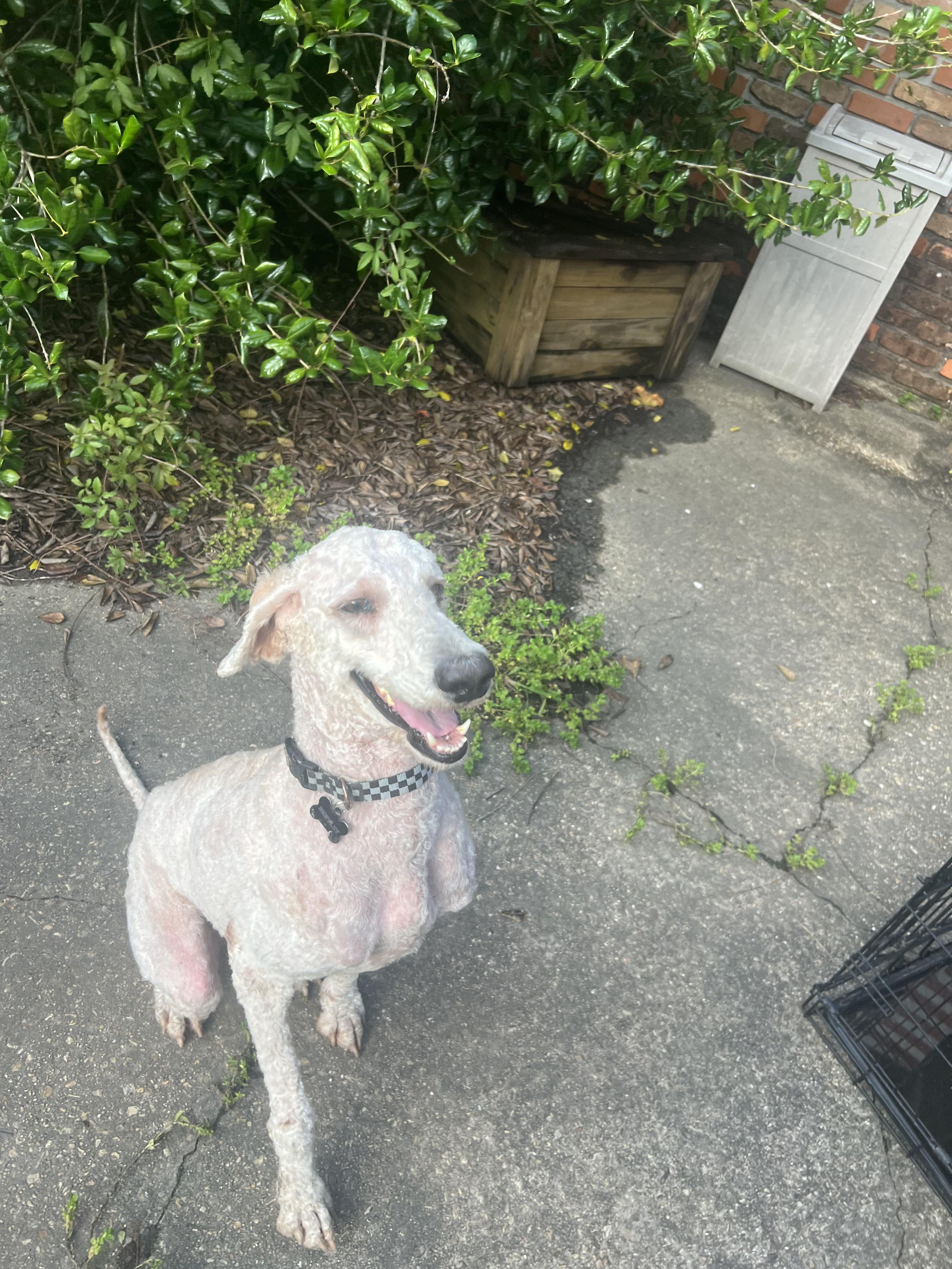 Bentley, an adoptable Goldendoodle in Baker, LA, 70714 | Photo Image 5