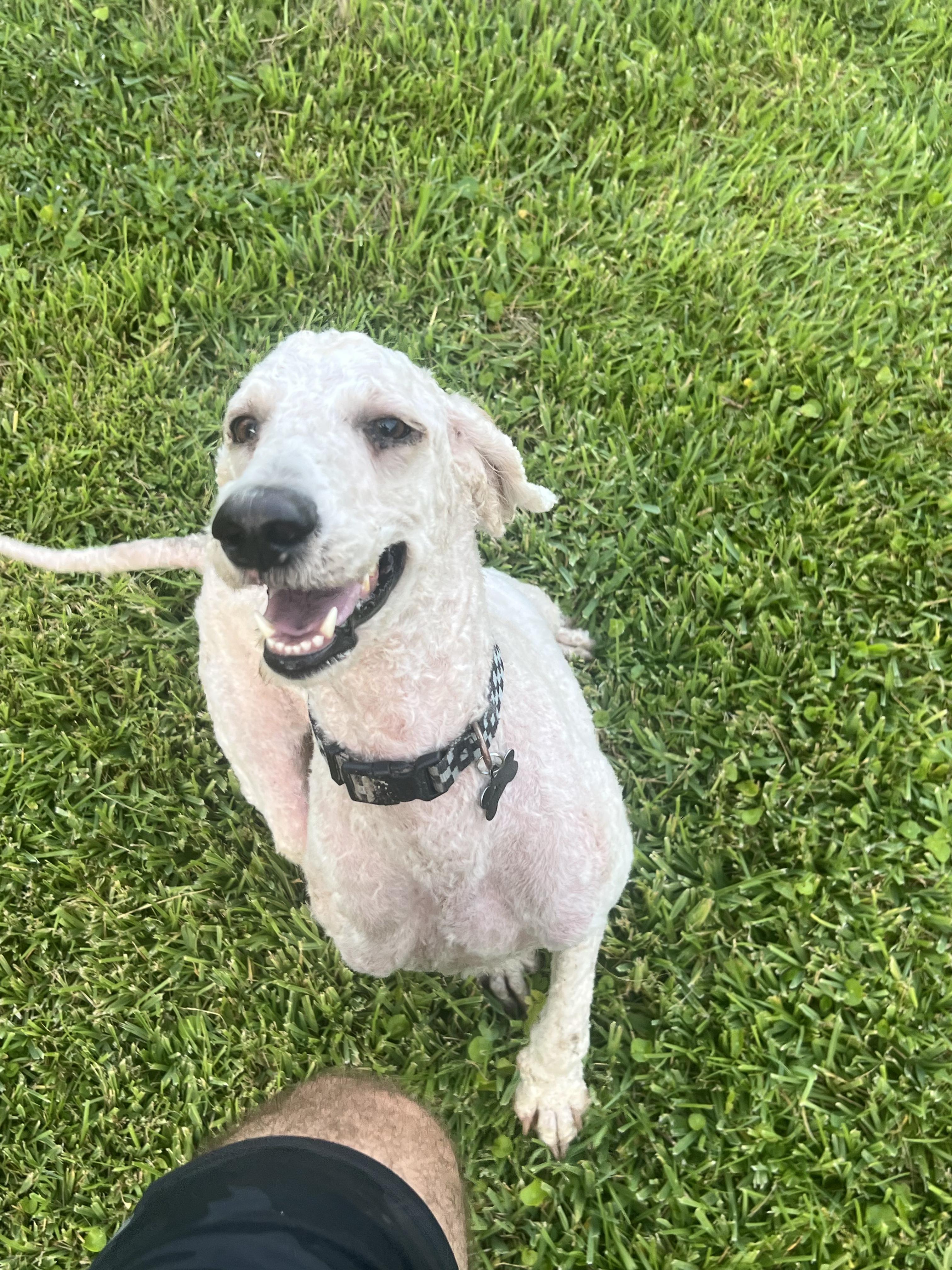 Bentley, an adoptable Goldendoodle in Baker, LA, 70714 | Photo Image 3