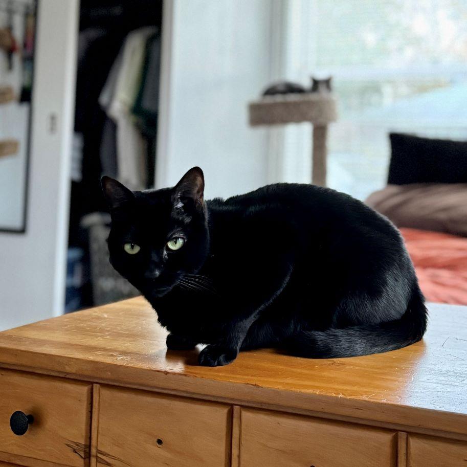 Enlarge Cleo, an adoptable Domestic Short Hair in Tulsa, OK image 1/2