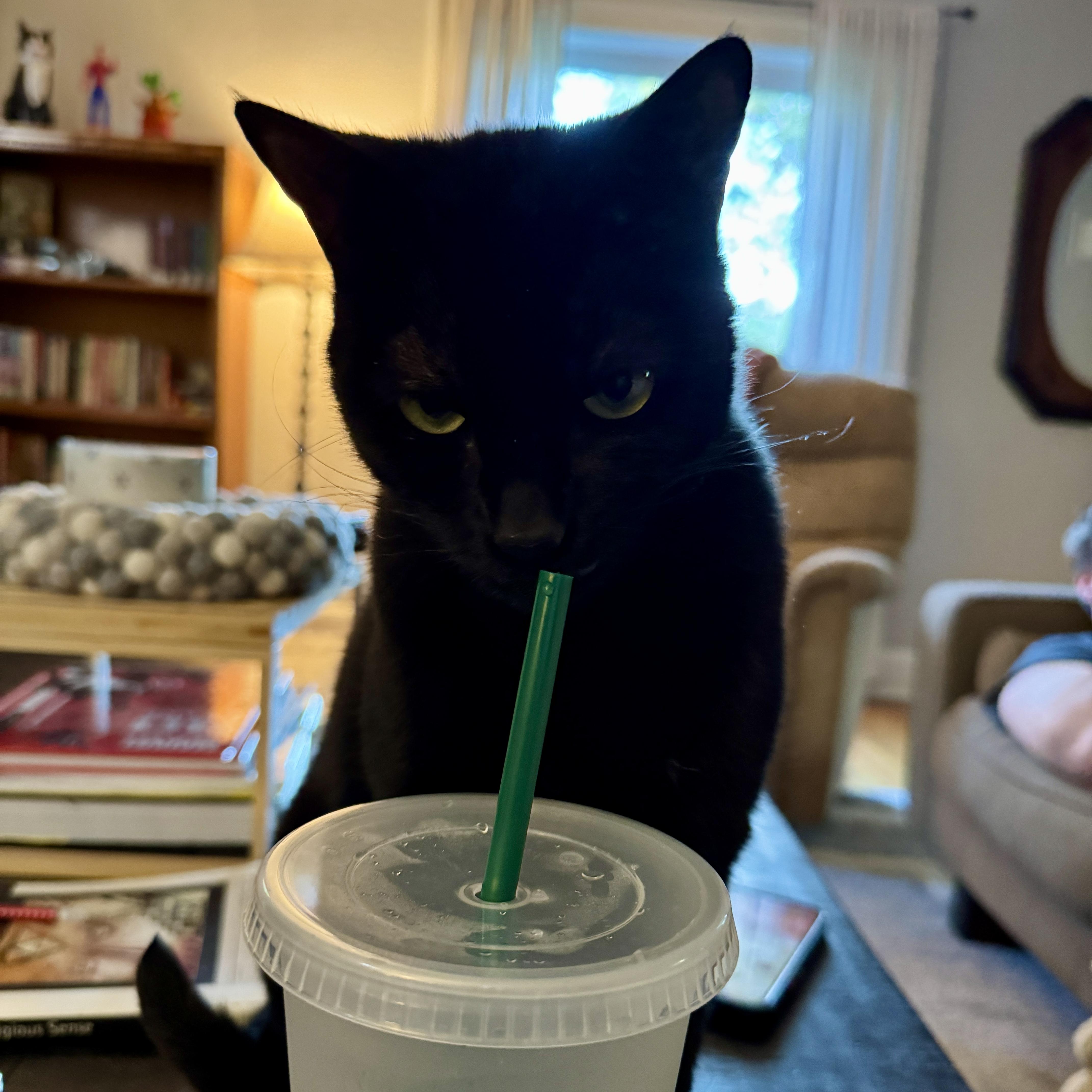 Enlarge Cleo, an adoptable Domestic Short Hair in Tulsa, OK image 2/2