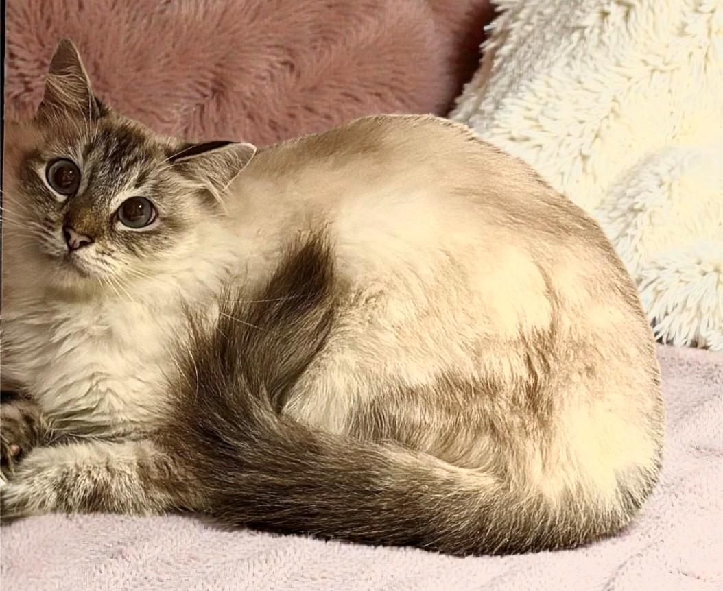 Elda, ADOPTABLE, Adult Female Siamese & Domestic Long Hair.