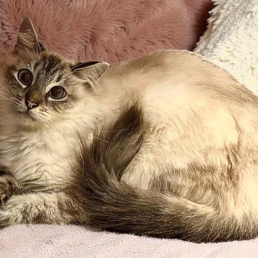 Enlarge Elda, a ADOPTABLE mixed breed in DELRAY Beach, FL image 1/1