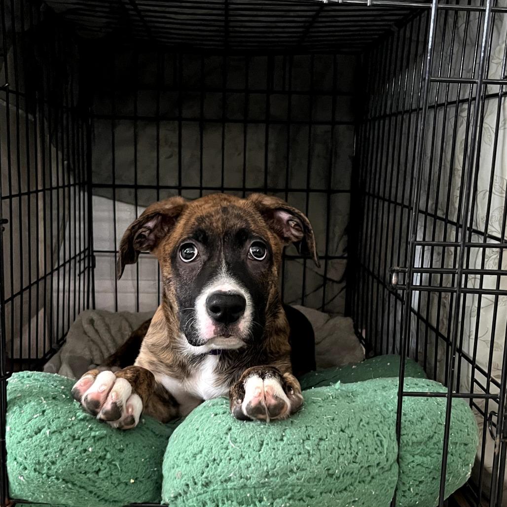 Cleo, a Adoptable mixed breed in Sarasota, FL image 1/6