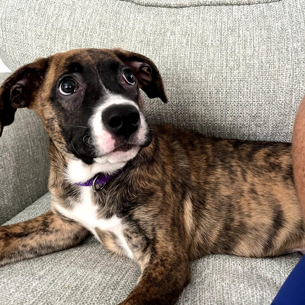 Cleo, a Adoptable mixed breed in Sarasota, FL image 2/6