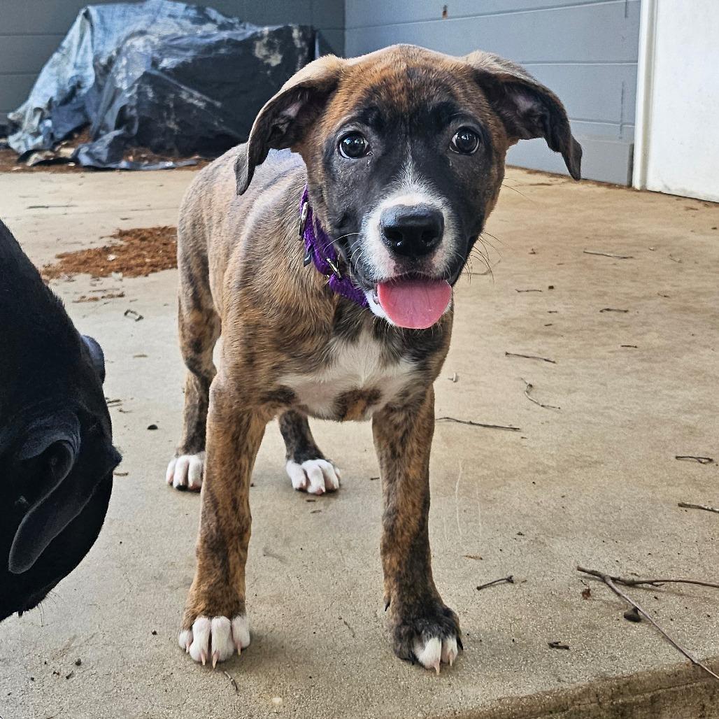Cleo, a Adoptable mixed breed in Sarasota, FL image 3/6