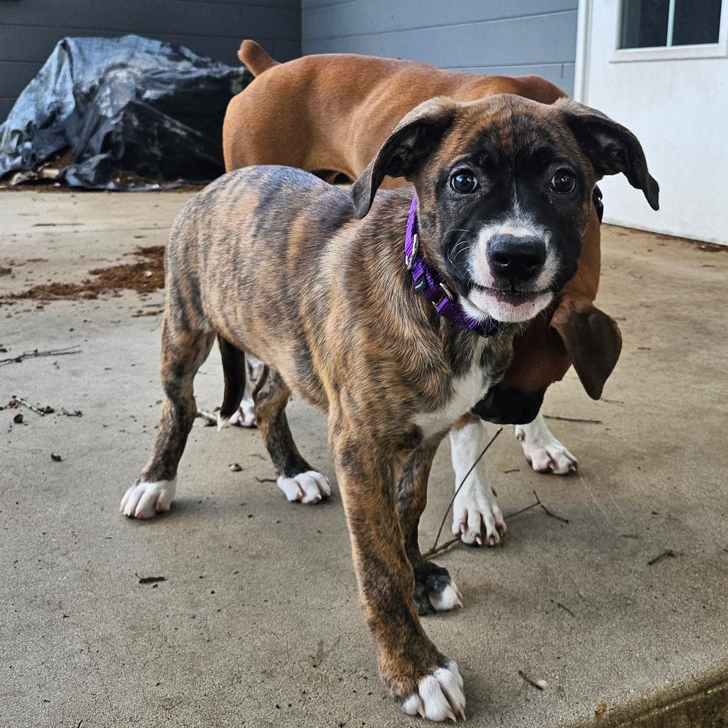 Cleo, a Adoptable mixed breed in Sarasota, FL image 4/6
