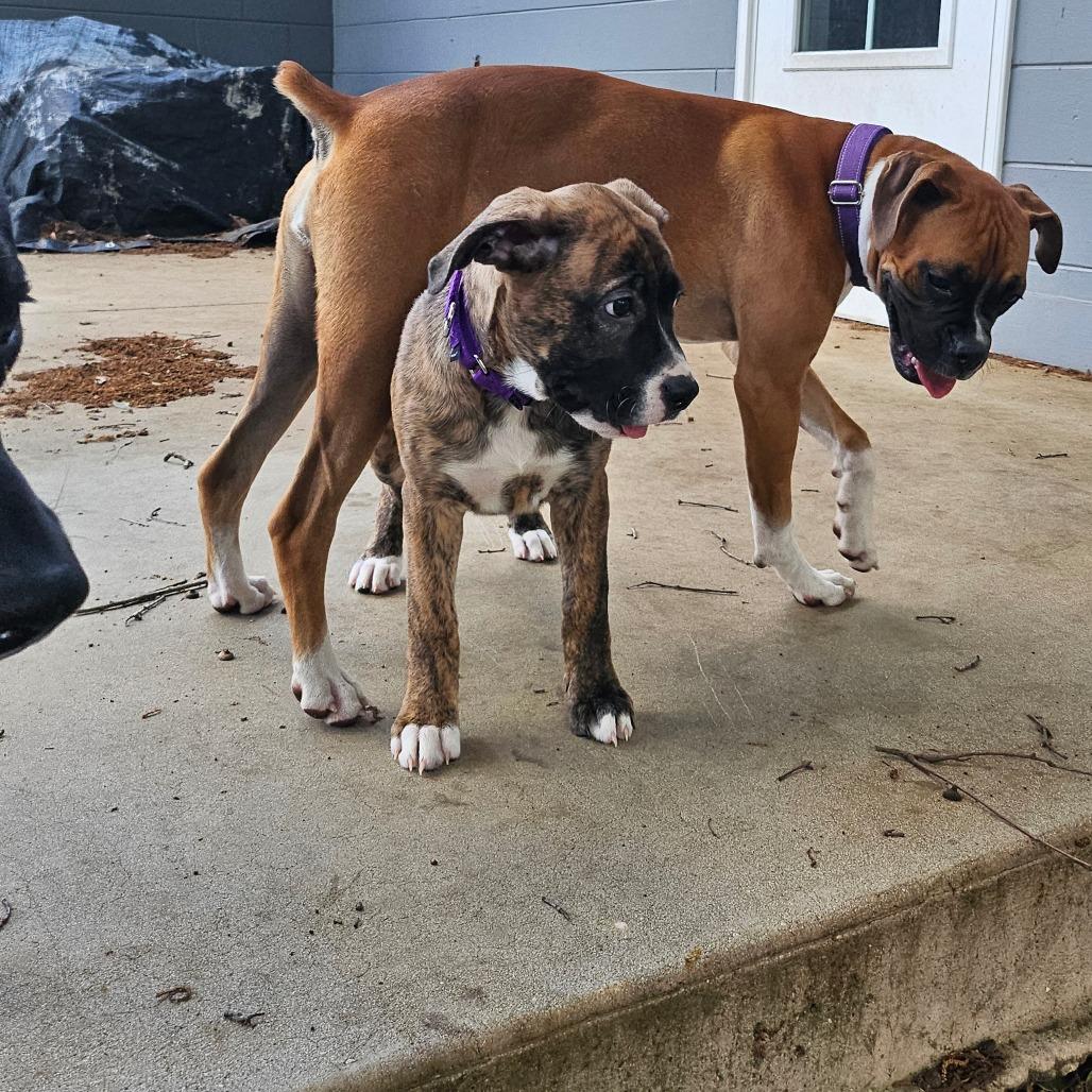 Cleo, a Adoptable mixed breed in Sarasota, FL image 5/6