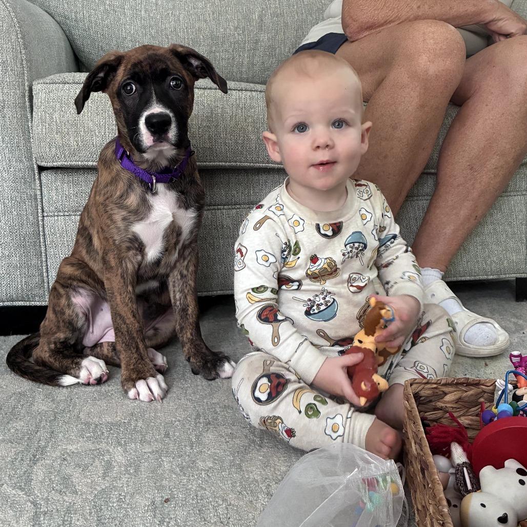 Cleo, a Adoptable mixed breed in Sarasota, FL image 6/6