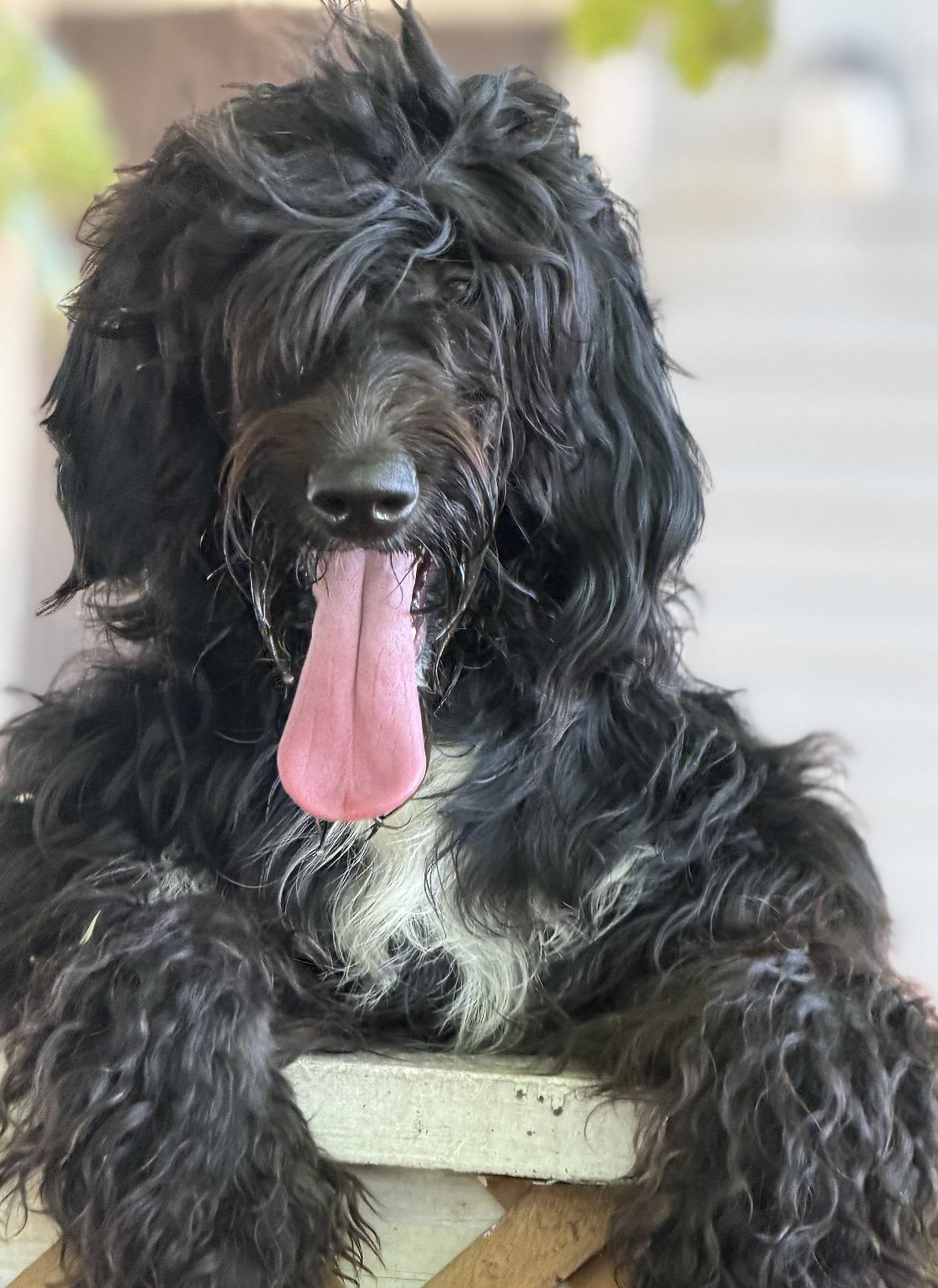 Cloud, ADOPTABLE, Young Female Labradoodle & Bernese Mountain Dog.