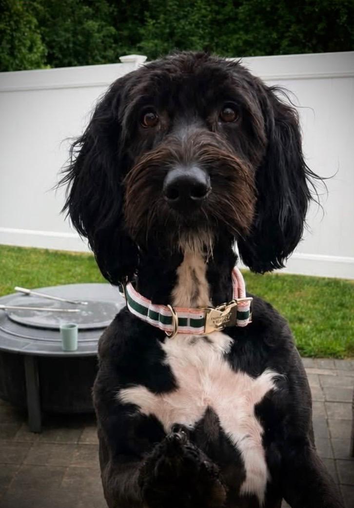 Cloud, ADOPTABLE, Young Female Labradoodle & Bernese Mountain Dog.