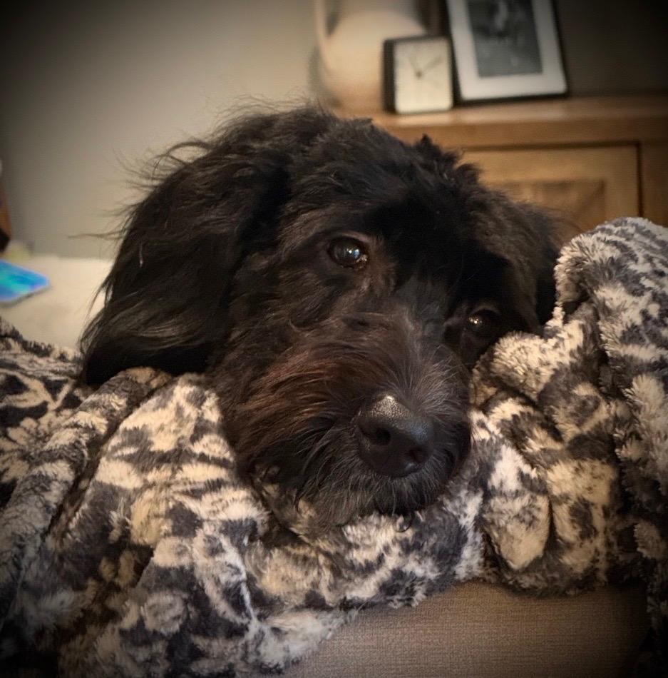Cloud, a ADOPTABLE mixed breed in Jamesville, NY image 2/5