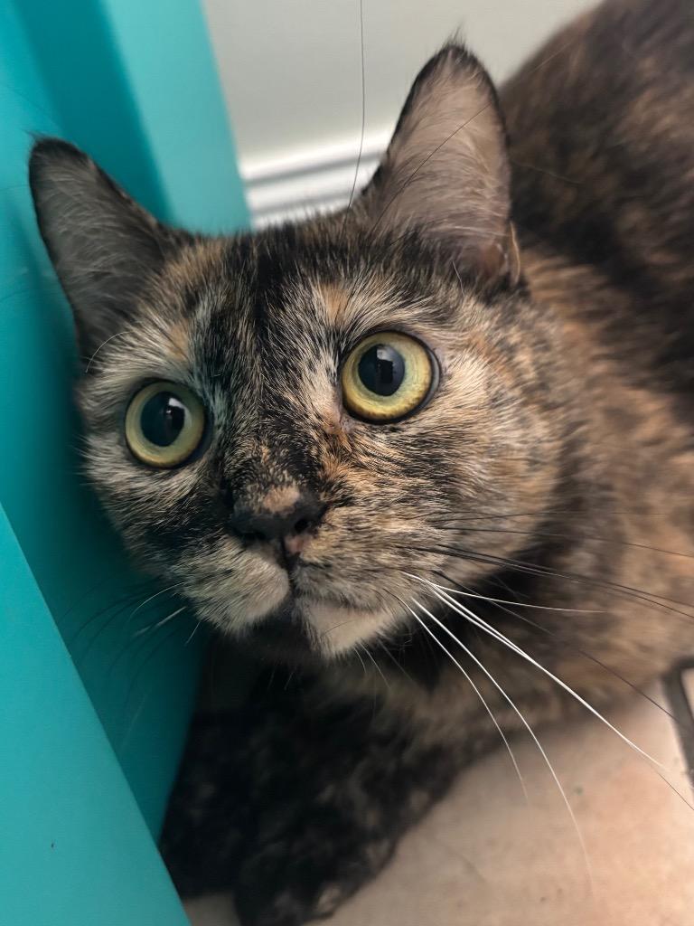 Enlarge Aurora, a Adoptable mixed breed in Fall River, MA image 1/6