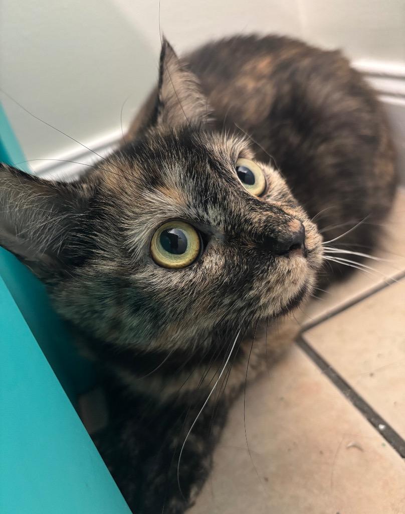 Enlarge Aurora, a Adoptable mixed breed in Fall River, MA image 2/6