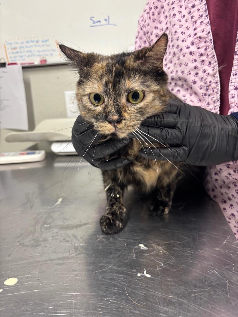 Enlarge Aurora, a Adoptable mixed breed in Fall River, MA image 3/6