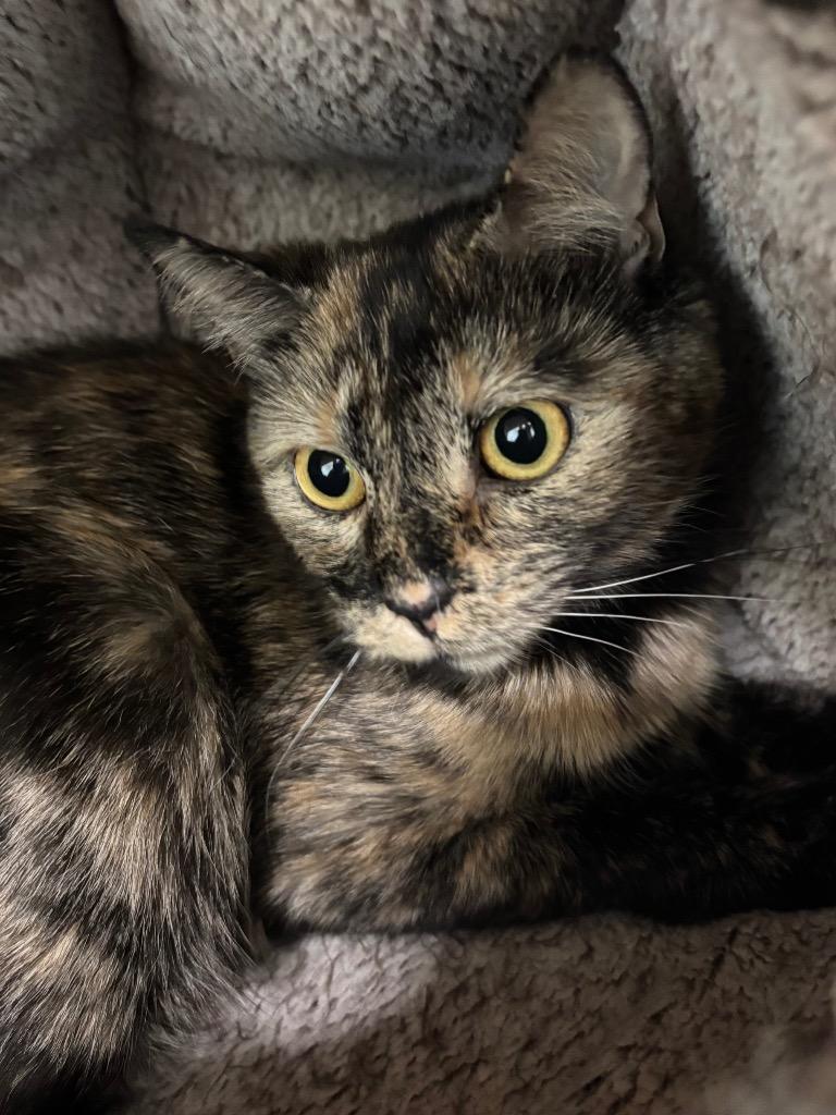 Enlarge Aurora, a Adoptable mixed breed in Fall River, MA image 4/6