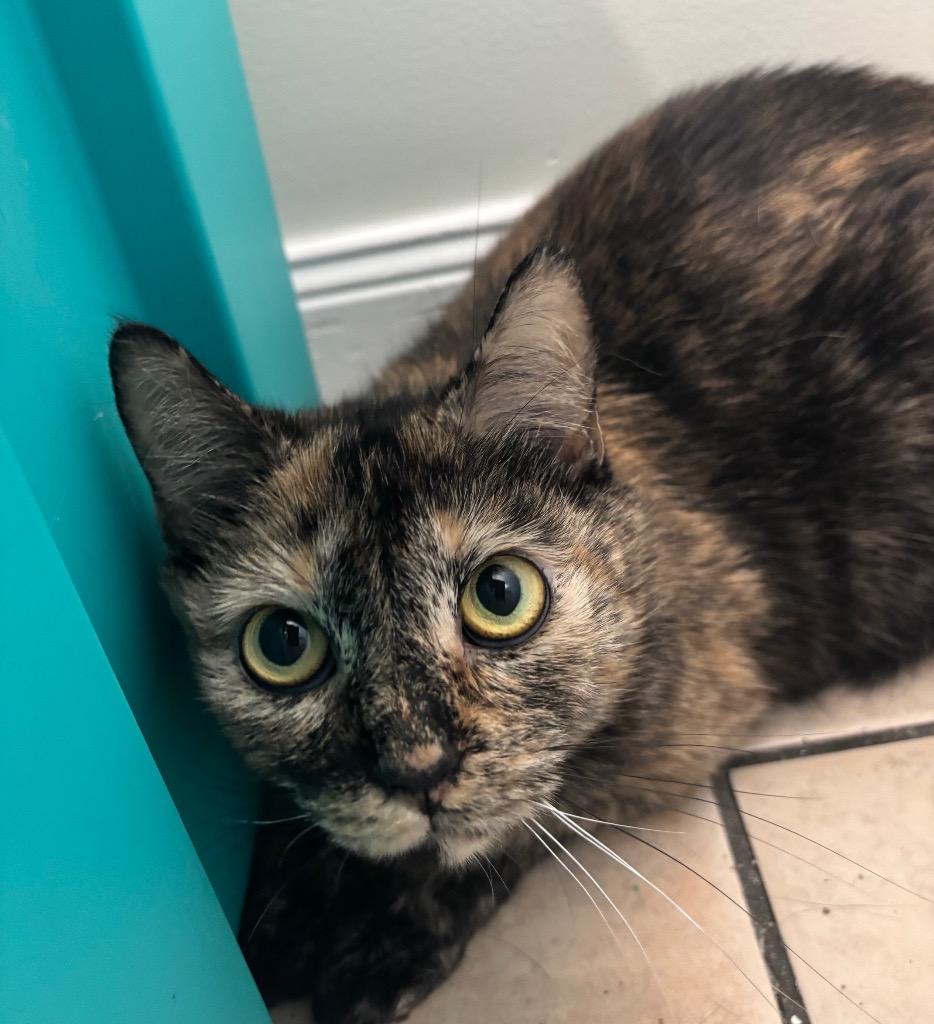Enlarge Aurora, a Adoptable mixed breed in Fall River, MA image 5/6