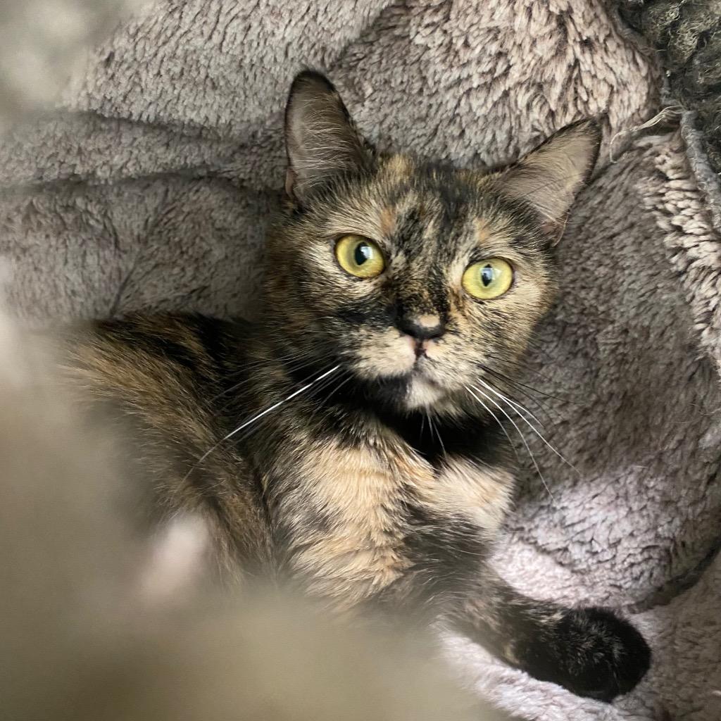 Enlarge Aurora, a Adoptable mixed breed in Fall River, MA image 6/6