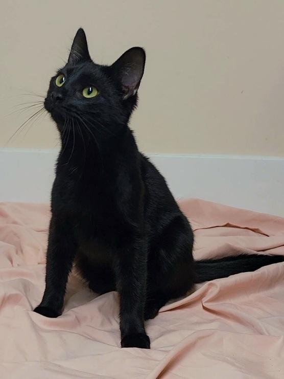 ZORA, ADOPTABLE, Kitten Female Domestic Short Hair.