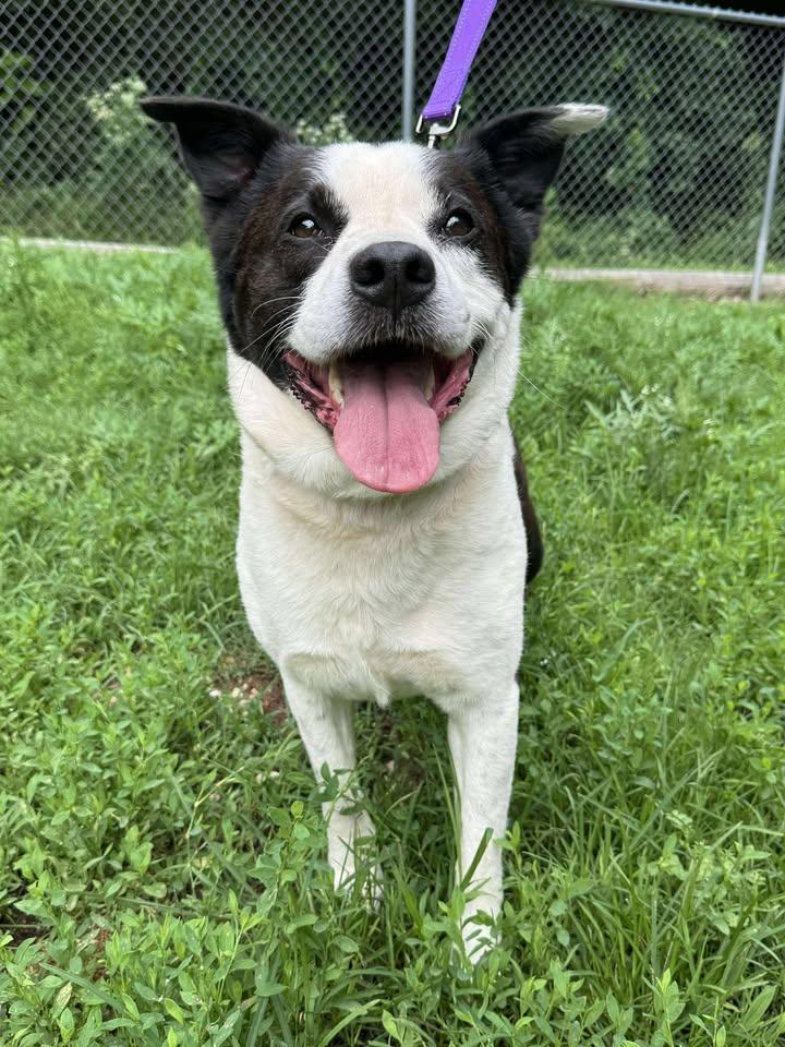 Hitch, a Adoptable mixed breed in Cleveland, OK image 3/4