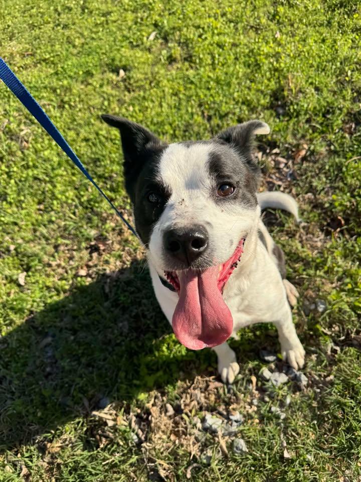 Hitch, a Adoptable mixed breed in Cleveland, OK image 2/4